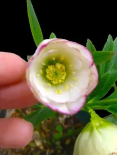 2026年最新】加藤農園クリスマスローズの人気アイテム - メルカリ