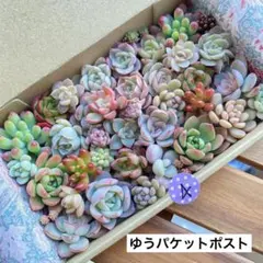 4 多肉植物　多肉弁当　詰め合わせ　寄せ植え　セット　カット苗　韓国苗　セダム