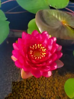 a*読様 熱帯睡蓮 Red Daisy 芽出しバルブ - メルカリ