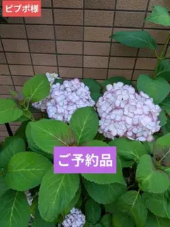 花陽様】生活の木 MINT & LEMON フレグランスシート 10枚入10コ - メルカリ