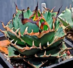 2025年最新】アガベ ハデス 陽炎の人気アイテム - メルカリ