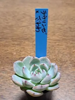 2025年最新】おらいさん苗 青札の人気アイテム - メルカリ