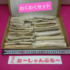 流木セットno.421