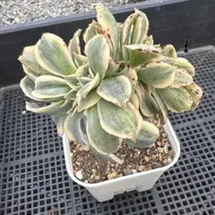 2025年最新】アエオニウム サンバースト綴化の人気アイテム - メルカリ