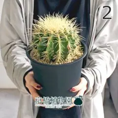 金鯱 キンシャチ （5号サイズ） 3株 南国植物 サボテン - メルカリ