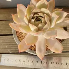 ハウス整理　デカ苗エケベリア　リラシナ×アガボイデス（根あり） 抜き苗第四種郵便