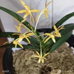 富貴蘭　奄美系黄花