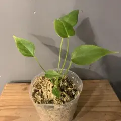 2025年最新】アンスリウム ベイチーの人気アイテム - メルカリ