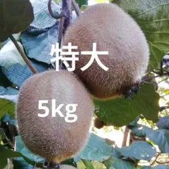 キウイフルーツ　特大　 5kg 箱込　　くだもの　果物l