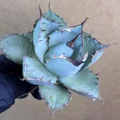 T*i様 アガベ チタノタ 赤棘パリー トランカータ 短葉型 低重心 - メルカリ