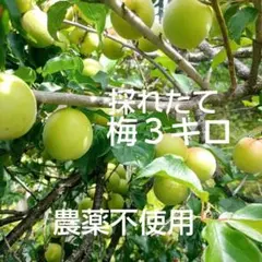 梅 青梅 梅干し 梅酒 梅ジュース 採れたて ３kg　B級品のサムネイル