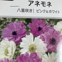 てんとうちゃん様 リクエスト 2点 まとめ商品