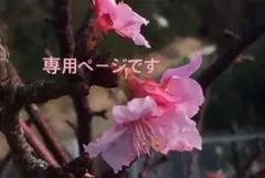 あみね様ご専用ページです