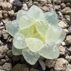 多肉植物　ハオルチア　姫オブツーサ錦　透明窓　超美品　糊斑のサムネイル