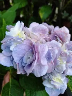 ☘️⑦紫陽花 抜き苗 - メルカリ