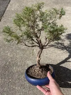 2026年最新】盆栽 真柏の人気アイテム - メルカリ