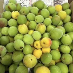 奥能登産 青梅 1.8kg 午前収穫 完全無農薬 田舎 梅酒 梅干し 手仕事のサムネイル