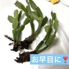デンマークカクタス(ジャコサボテン) 　　抜き苗　(根つき) 3株　赤のサムネイル