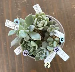 多肉植物 ロウルサンコ苗♡箱詰めセット(メルカリ便) 多肉植物 miyaさん苗♡箱詰めセット(メルカリ便) 【公式通販】