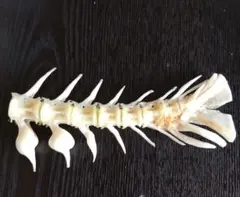 나루토 뼈 참돔 행운의 부적