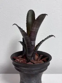 ビルベルギアダースベイダーレッド ビルベルギアダースベイダーレッド ビルベルギア ダースベイダー