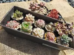 多肉植物＊ミニ苗12品種セット＊R　根付き抜き苗カット苗セダムエケベリア