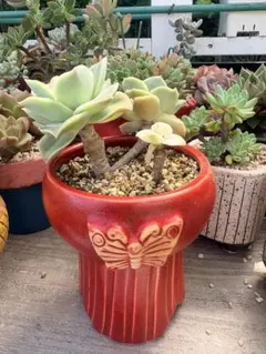 多肉植物　韓国苗　ラブリーローズ錦　抜き苗　群生のサムネイル