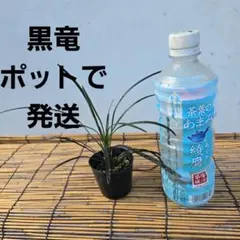 龍の髭（黒龍）リュウノヒゲ（コクリュウ）抜き苗 2株 - メルカリ