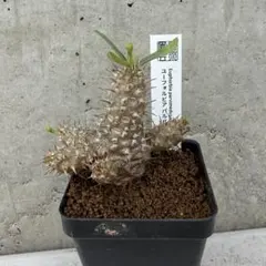 希少】ユーフォルビア パルビメデューサエ ハイブリッド コーデックス