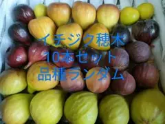 2025年最新】イチジク穂木の人気アイテム - メルカリ