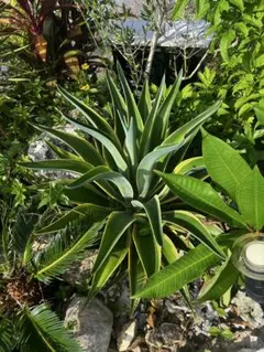 2025年最新】ドライガーデン セットの人気アイテム - メルカリ