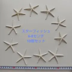 スターフィッシュ 6-8センチ 10個セット