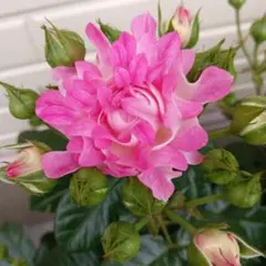 レア薔薇】【ラベル付】【正規品】【接木苗】イチゴイチエ 一期一会