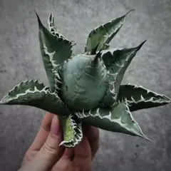 2026年最新】ライオンズメーンの人気アイテム - メルカリ