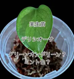 【超レア】 実生苗／斑入り／グリーンオングリーン？ ミント？　モンステラのサムネイル