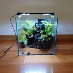 受注生産】滝の流れるアクアテラリウム イモリウム 苔 水槽 苔