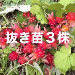 ⭐️ pumpkin様専用⭐️ルビー赤実木苺苗(大)2株⭐️苗代苺 ナワシロイチゴ