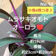 No.3【ボリュームセット♪】ムラサキオモト♥️ - メルカリ