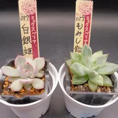 2026年最新】おらいさん苗の人気アイテム - メルカリ