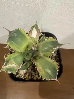 2026年最新】チタノタ斑入りの人気アイテム - メルカリ