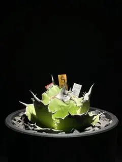 2025年最新】ブラックマンバ アガベの人気アイテム - メルカリ