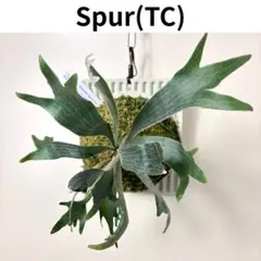 P. Willinckii Spur(TC)[58] - メルカリ