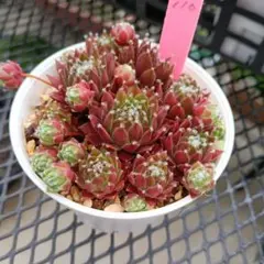 バニラシフォン センペルビウム 6苗 抜き苗 多肉植物 - メルカリ