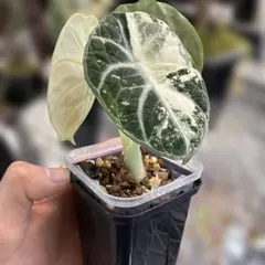 2026年最新】アロカシア ニンジャの人気アイテム - メルカリ