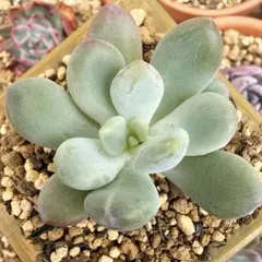 ꕤ︎︎京美人錦ꕤ︎︎多肉植物