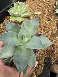 159 アガベ ホリダ 極上株 極上強刺 Agave horrida - メルカリ