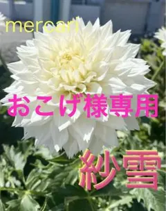 おこげ様 リクエスト 2点 まとめ商品