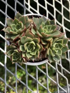 多肉植物 ミックスベリア　ルビーライム群生株