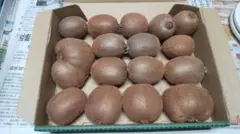 完全農薬不使用 キウイフルーツ⑧