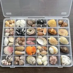 小さな貝殻詰め合わせ